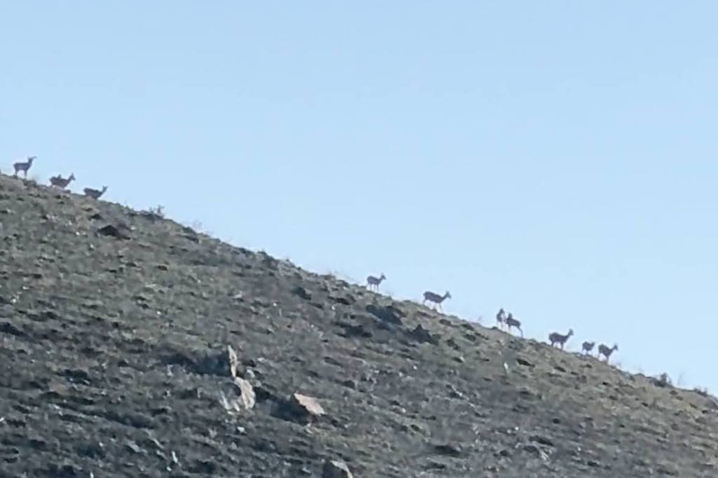 A distant herd of wild sheep seen on a hiking trail in the mountains, captured with a smartphone zoom lens