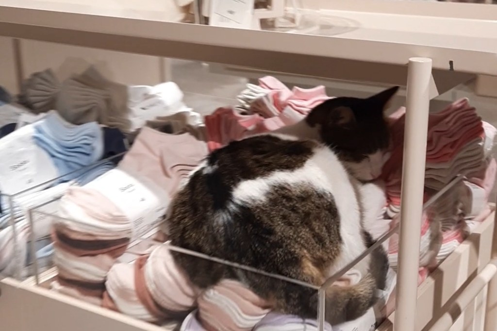 A relaxed street cat lounging in a store in Türkiye, showing how freely and peacefully cats live among people in Turkish cities.