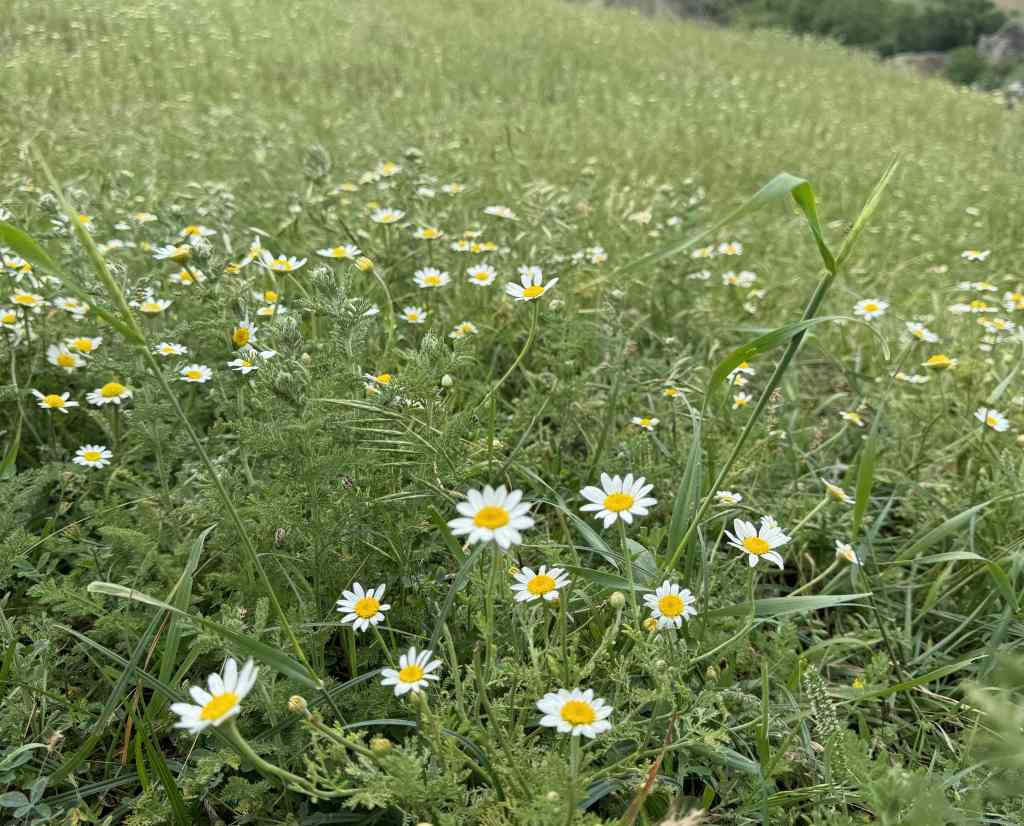 Chamomile flowers blooming across a spring field