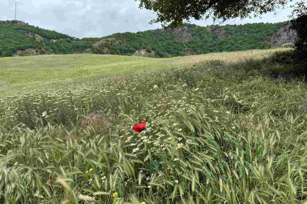 Single red poppy in a chamomile field with wheat nearby