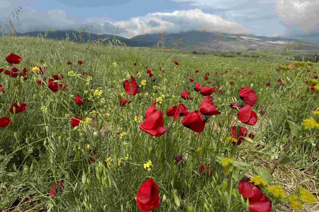 Red poppies covering a spring field
