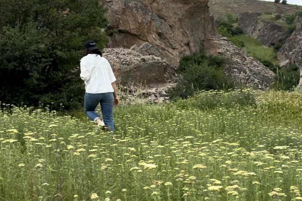 Walking beside wild yarrow