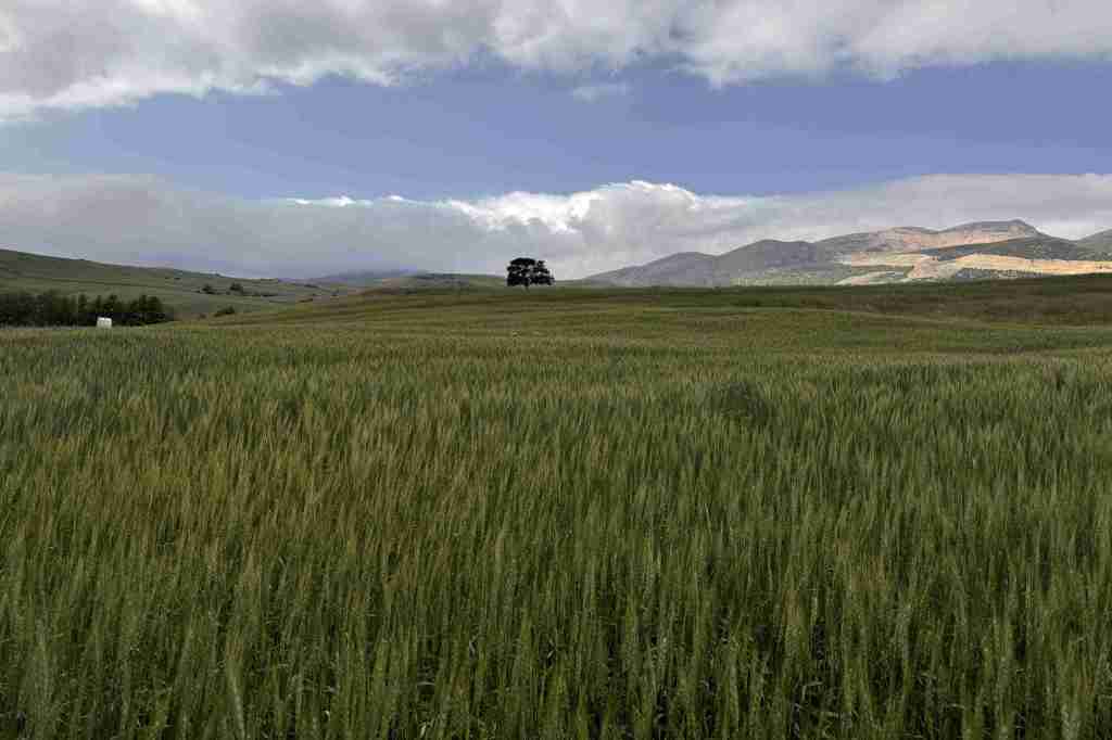 Wide green wheat field with a single tree in the distance