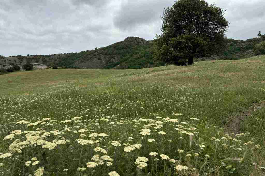 Wild yarrow plants growing on green hills in late spring