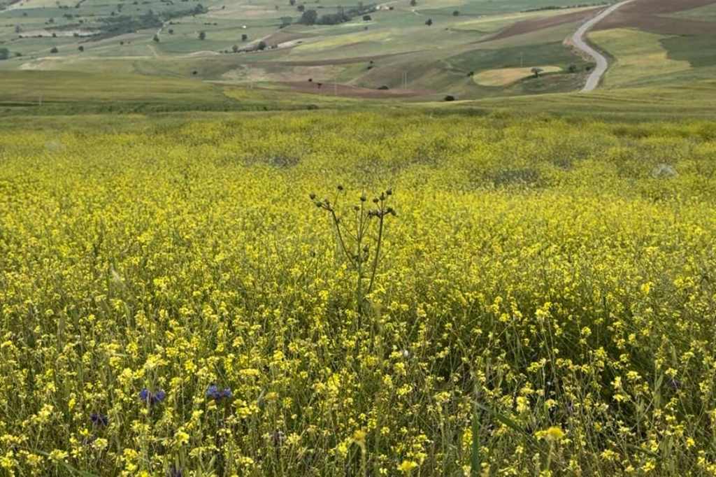 Yellow stock flowers growing on a hillside in spring