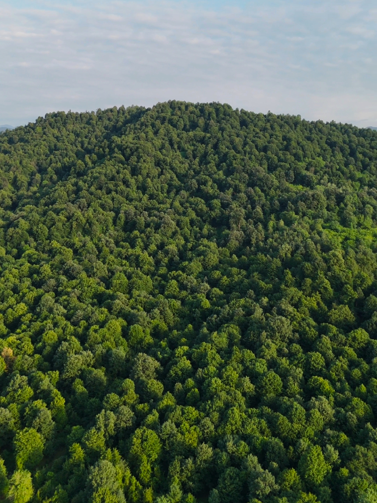 Drone view of Hyrcanian forests in Gilan province