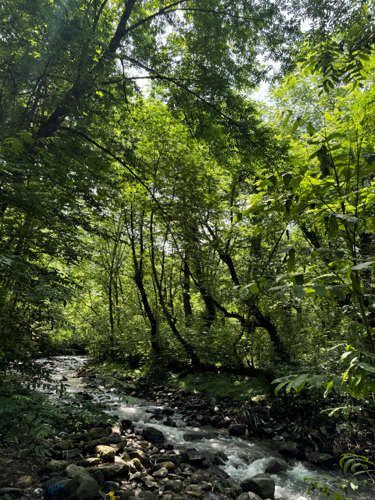 Hyrcanian forests in Gilan province