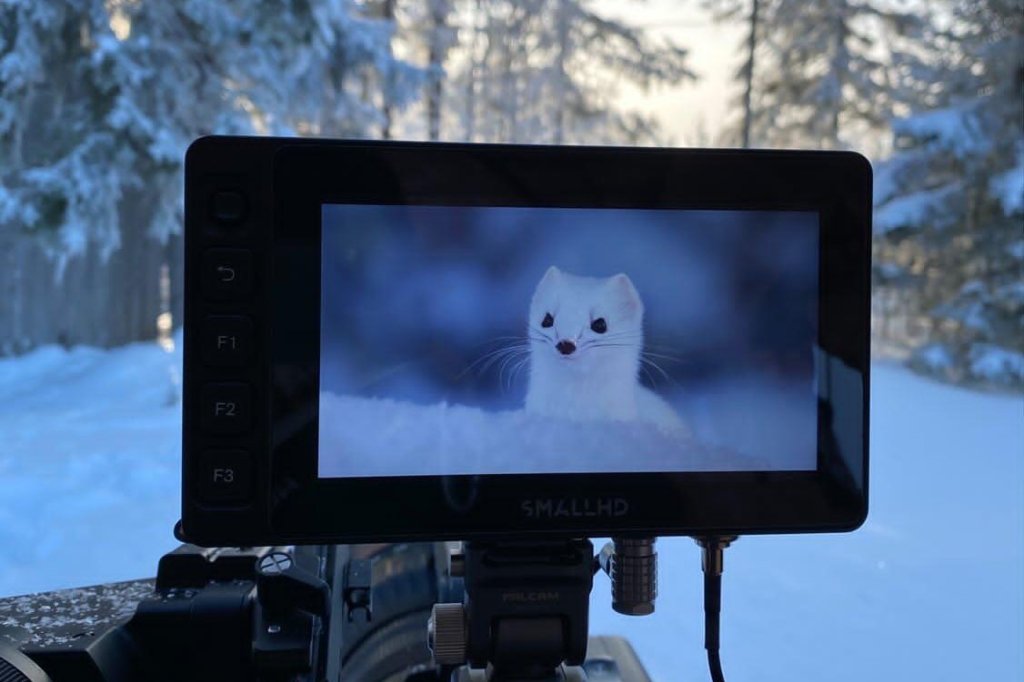 A wildlife filmmaker captures an ermine on camera screen in the field.