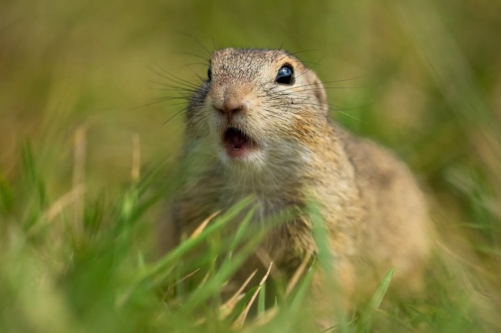 European ground squirrels captured by a wildlife filmmaker.