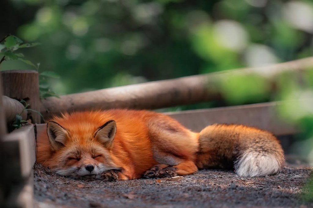 Sleeping foxes captured by a wildlife filmmaker.