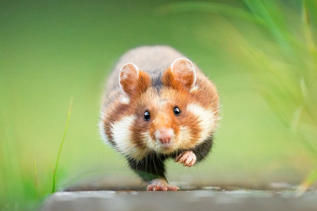 Wild hamster photographed in their natural habitat by a wildlife filmmaker